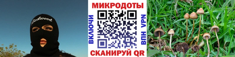 дарнет шоп  Заречный  Псилоцибиновые грибы мицелий 